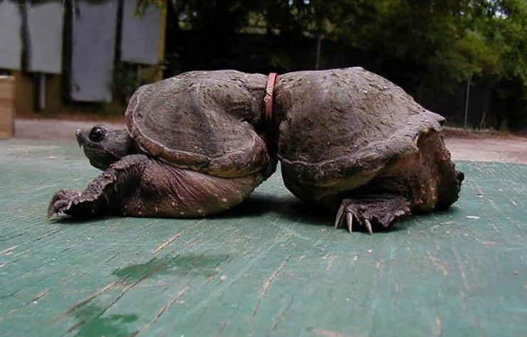 Illustration de l'article : These 22 photos should educate everyone about the environment... Things have to change!