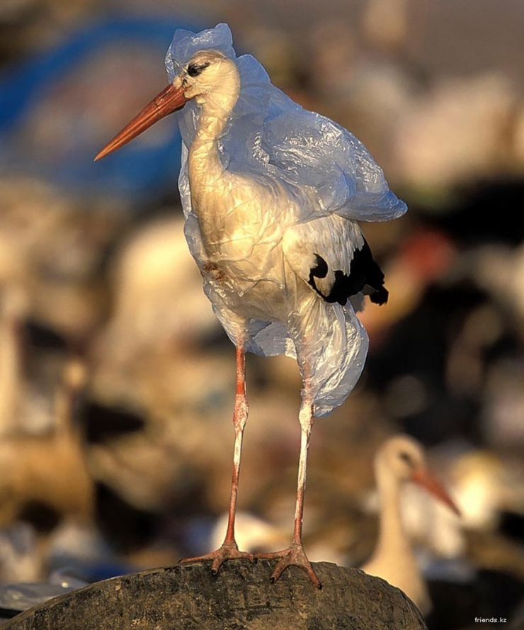 Illustration de l'article : These 22 photos should educate everyone about the environment... Things have to change!