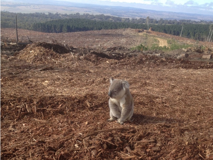 Illustration de l'article : These 22 photos should educate everyone about the environment... Things have to change!