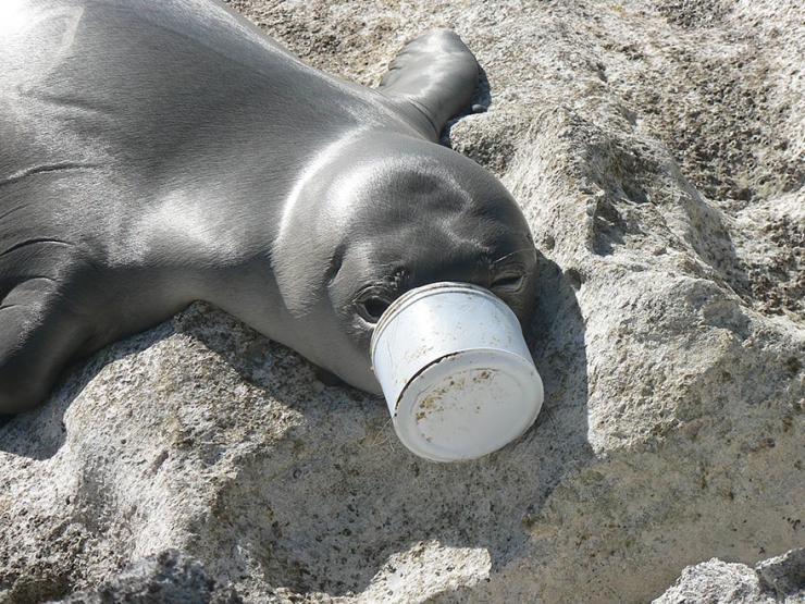 Illustration de l'article : These 22 photos should educate everyone about the environment... Things have to change!