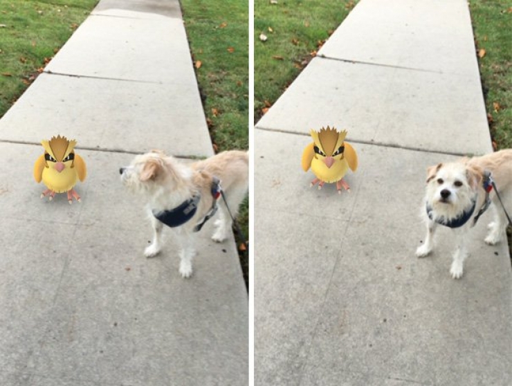 Illustration de l'article : Warning: these 21 photos are proof that animals are able to see Pokémon...