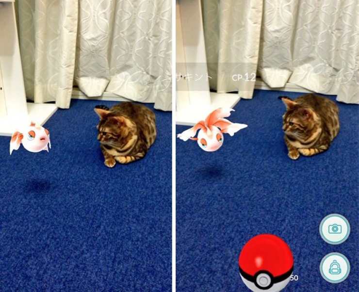 Illustration de l'article : Warning: these 21 photos are proof that animals are able to see Pokémon...