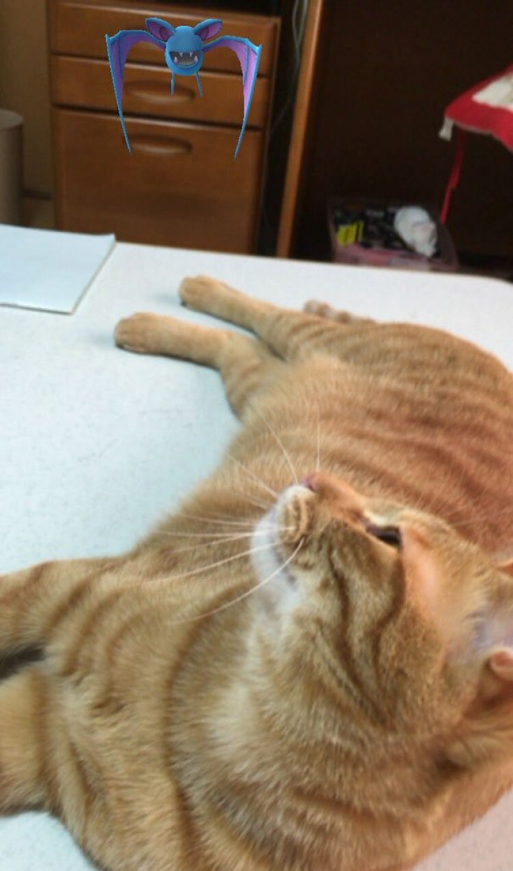 Illustration de l'article : Warning: these 21 photos are proof that animals are able to see Pokémon...