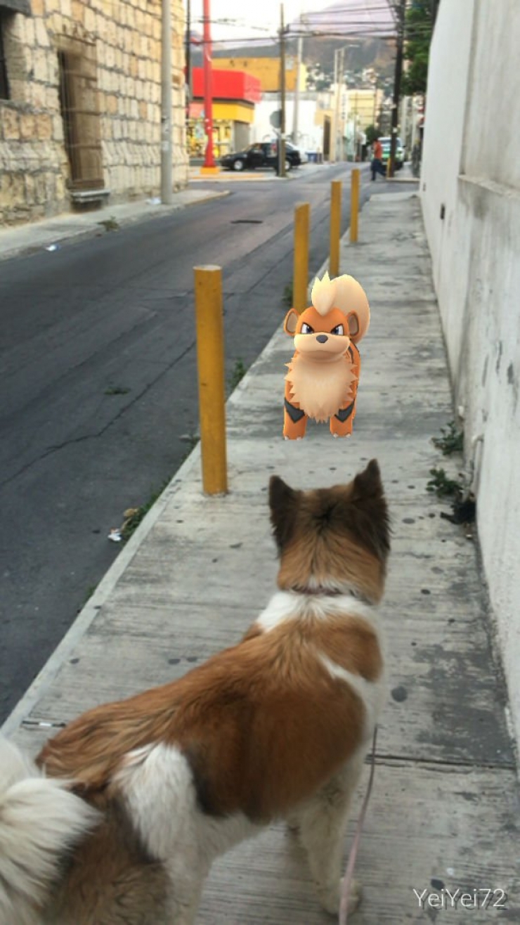 Illustration de l'article : Warning: these 21 photos are proof that animals are able to see Pokémon...