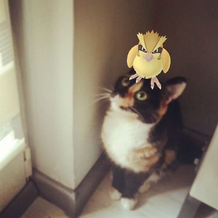 Illustration de l'article : Warning: these 21 photos are proof that animals are able to see Pokémon...