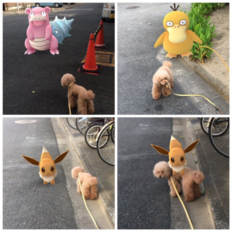 Illustration de l'article : Warning: these 21 photos are proof that animals are able to see Pokémon...