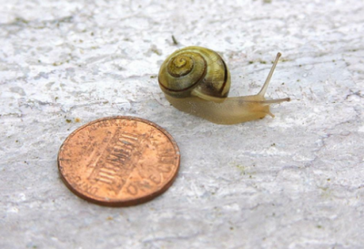 Illustration de l'article : She glues coins on the bottom of her daughter’s shoes for a brilliant reason! Something to think about...