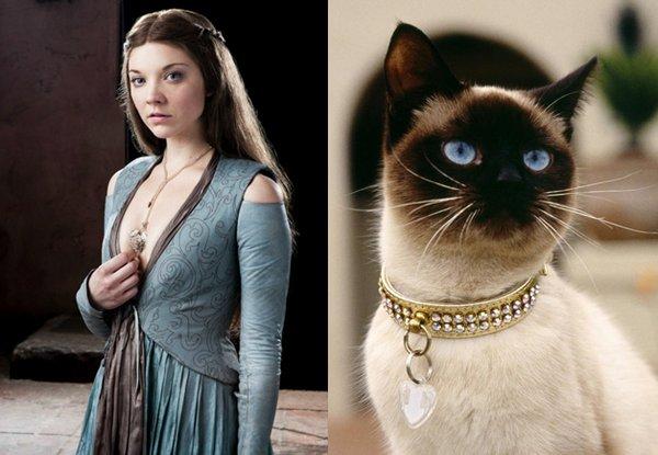 Illustration de l'article : 21 cats who are the official doubles of the “Game of Thrones” actors!