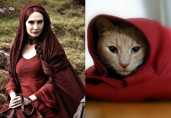 Illustration de l'article : 21 cats who are the official doubles of the “Game of Thrones” actors!