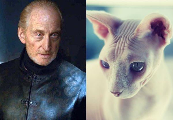 Illustration de l'article : 21 cats who are the official doubles of the “Game of Thrones” actors!