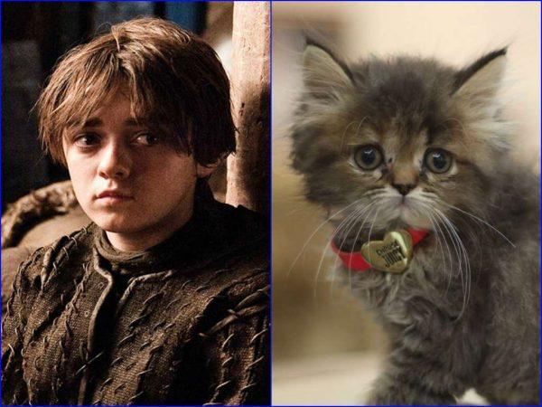 Illustration de l'article : 21 cats who are the official doubles of the “Game of Thrones” actors!