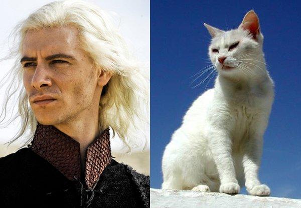 Illustration de l'article : 21 cats who are the official doubles of the “Game of Thrones” actors!