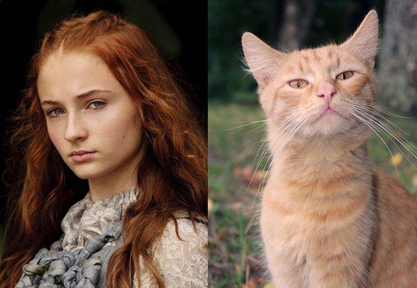 Illustration de l'article : 21 cats who are the official doubles of the “Game of Thrones” actors!