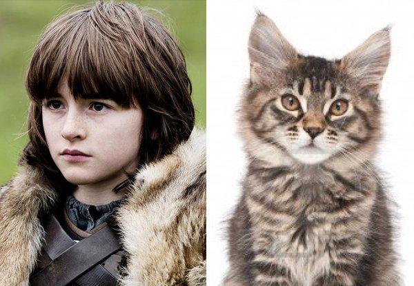 Illustration de l'article : 21 cats who are the official doubles of the “Game of Thrones” actors!