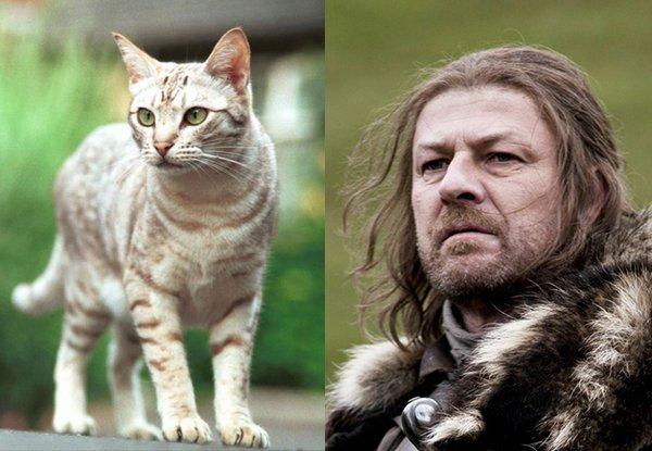 Illustration de l'article : 21 cats who are the official doubles of the “Game of Thrones” actors!