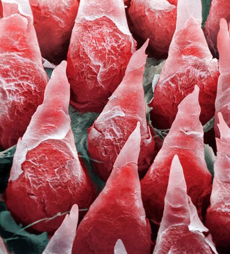 Illustration de l'article : The 18 most impressive photos that you absolutely have to see before you die!