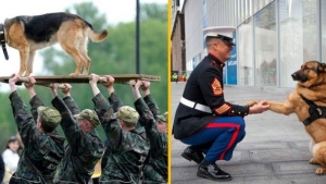 Illustration : "We don't think about them as much, but here's tribute to all those dogs who are fighting to defend their countries... 31 pictures, each more touching than the last!"