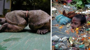 Illustration : "These 22 photos should educate everyone about the environment... Things have to change!"