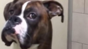 Illustration : "This family left their boxer in a kennel while they went on vacation. When they got back, they filmed his reaction, and not everything went the way they expected."