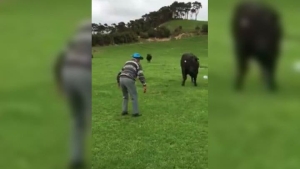 Illustration : "One old man’s technique for scaring off a bull"