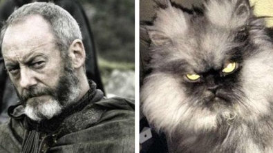 Illustration : "21 cats who are the official doubles of the “Game of Thrones” actors!"