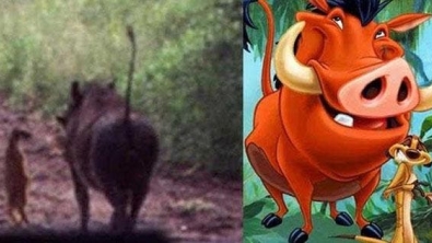 Illustration : "11 disturbing pictures that prove that Disney characters exist in real life!"