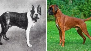 Illustration : "Discover 100 years of evolution in these 12 dog breeds!"