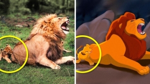 Illustration : "14 animals that are the exact copies of our favorite cartoon characters"