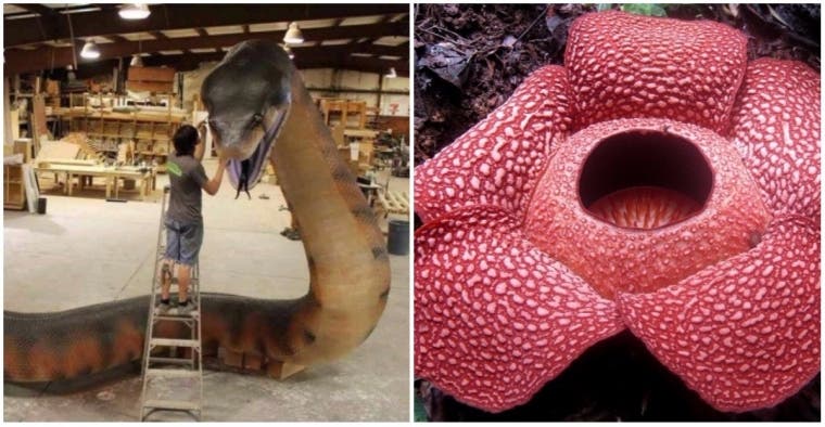 15-of-the-biggest-living-things-found-on-earth