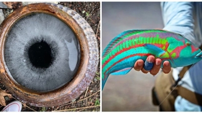 Illustration : 22 photos that show an astonishing side of nature