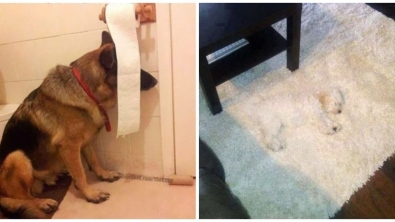 Illustration : 19 photos of dogs trying and failing to hide