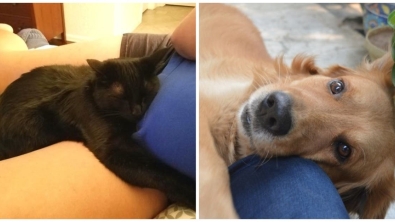 Illustration : 20 adorable photos that show how pets make such good companions