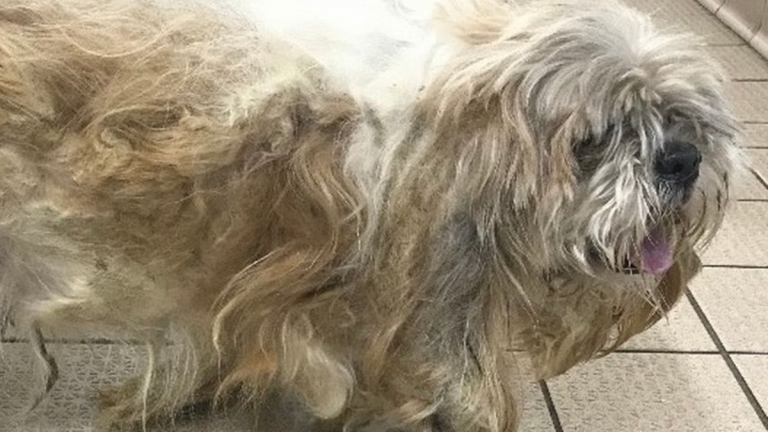 The spectacular transformation of a dog whose fur was so long and ...