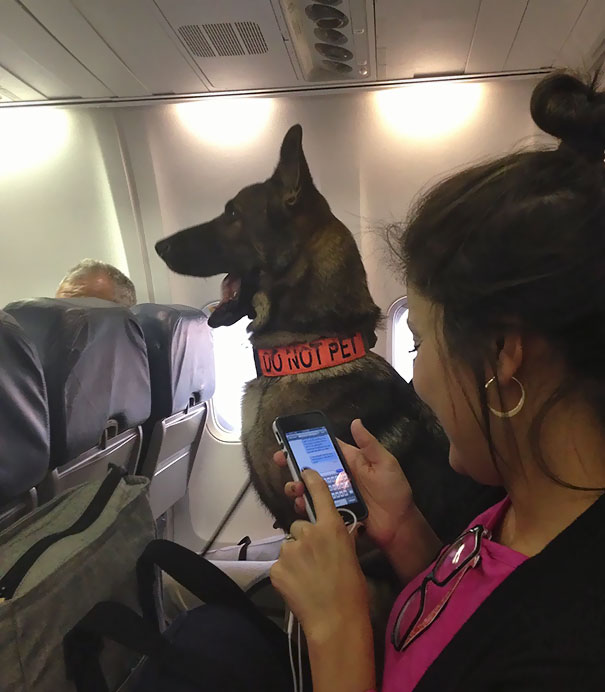 are puppies allowed on planes