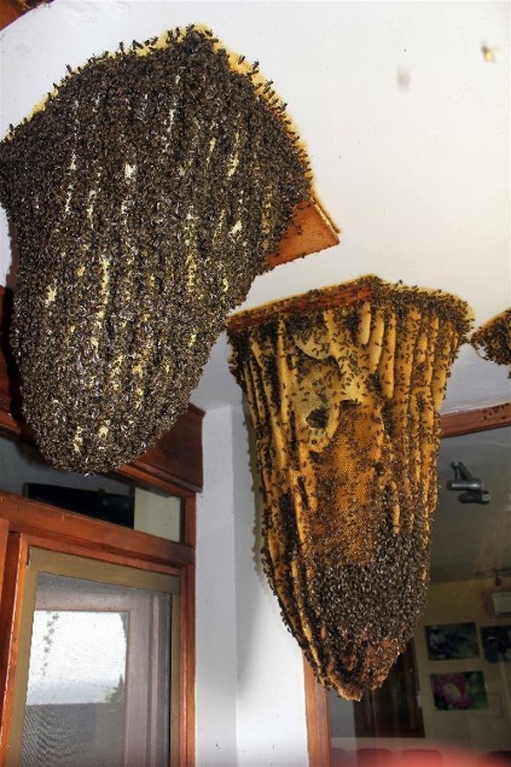 Illustration de l'article : 18 people who immortalized and shared their stomach-churning experience