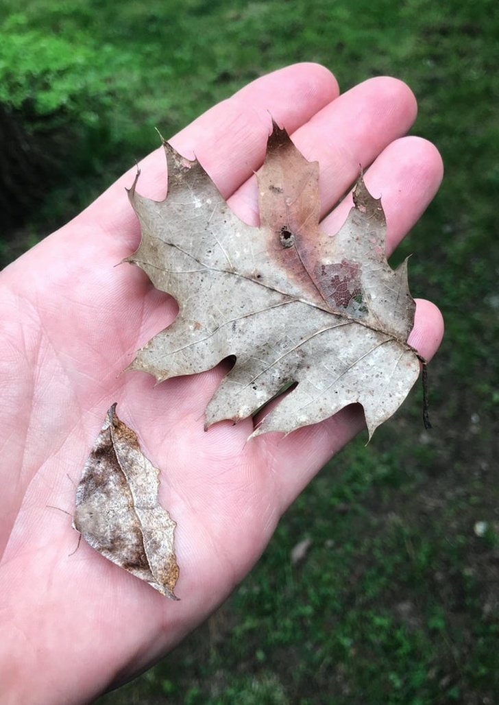 Illustration de l'article : 23 unsettling photos that require a closer look!