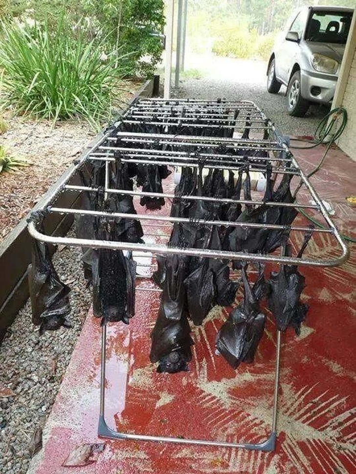 Illustration de l'article : 18 people who immortalized and shared their stomach-churning experience