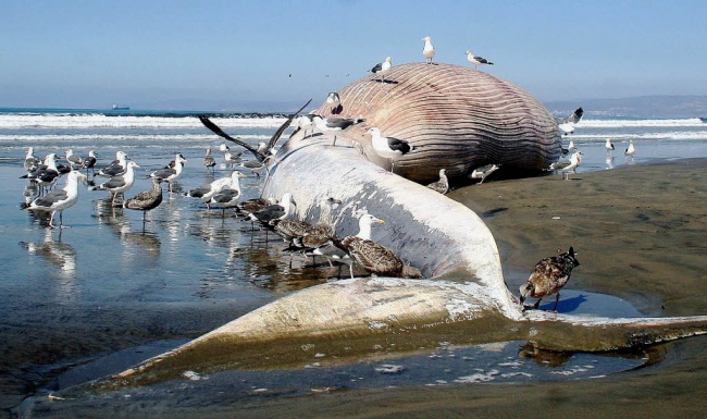 Illustration de l'article : 11 of the weirdest things to wash up on a beach