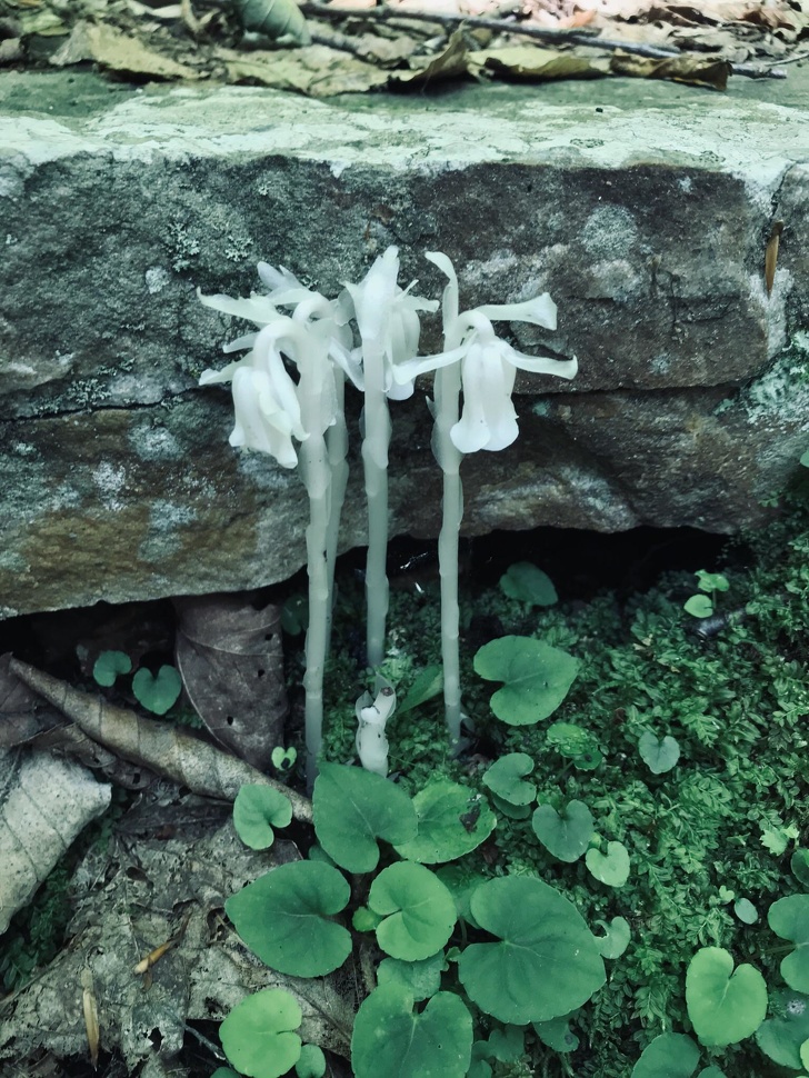 Illustration de l'article : 14 strange sights caught on camera