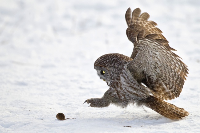 Illustration de l'article : 30 non-altered photographs taken a few seconds before an inevitable fall