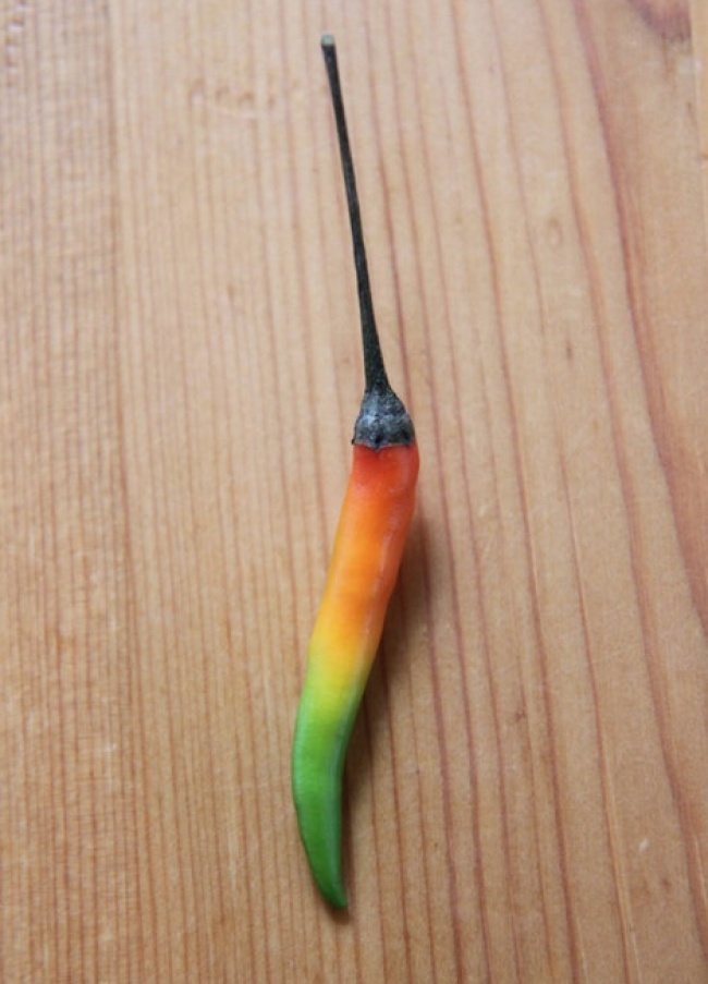 Illustration de l'article : 27 people who stumbled upon something amazing and decided to share their discovery