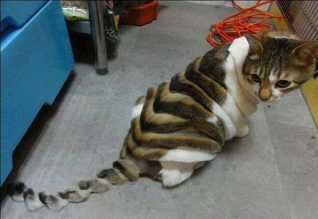 Illustration de l'article : 18 really weird and incredible sights captured on camera