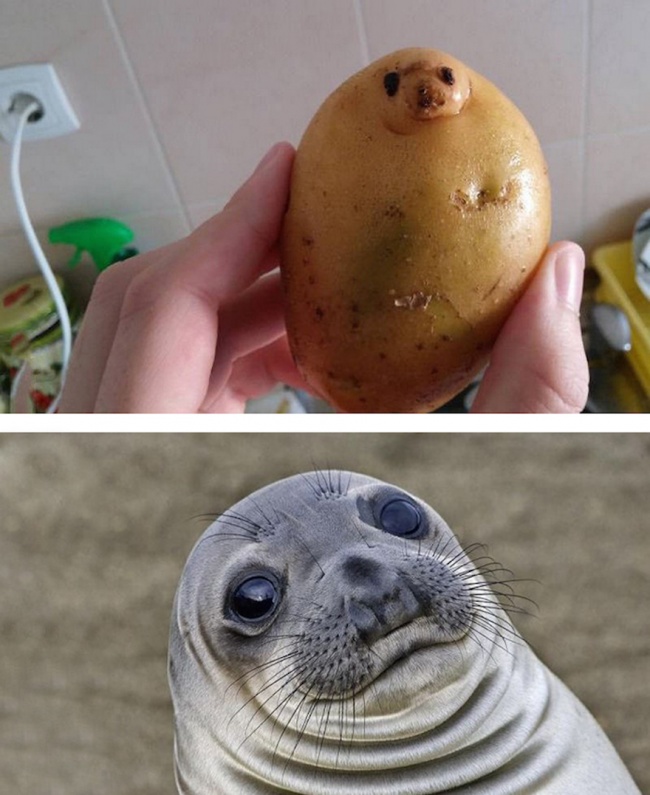 Illustration de l'article : 15 things that bear an uncanny resemblance to people or animals