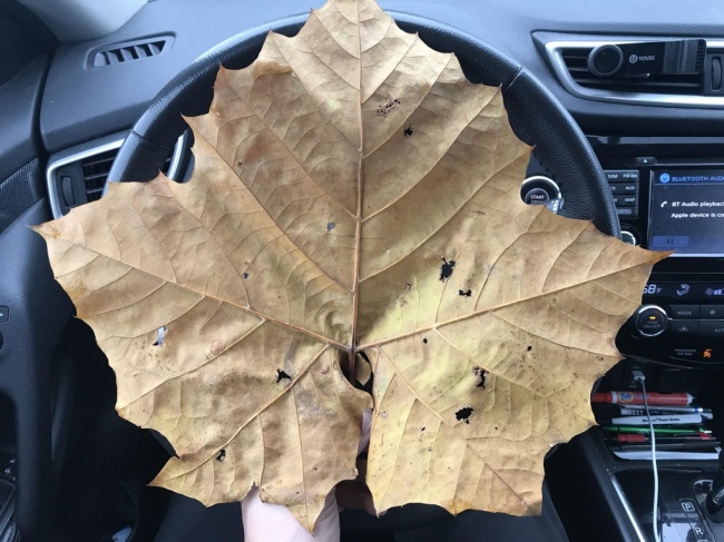 Illustration de l'article : 27 people who stumbled upon something amazing and decided to share their discovery