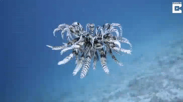 Illustration de l'article : 27 incredibly rare sights caught on camera