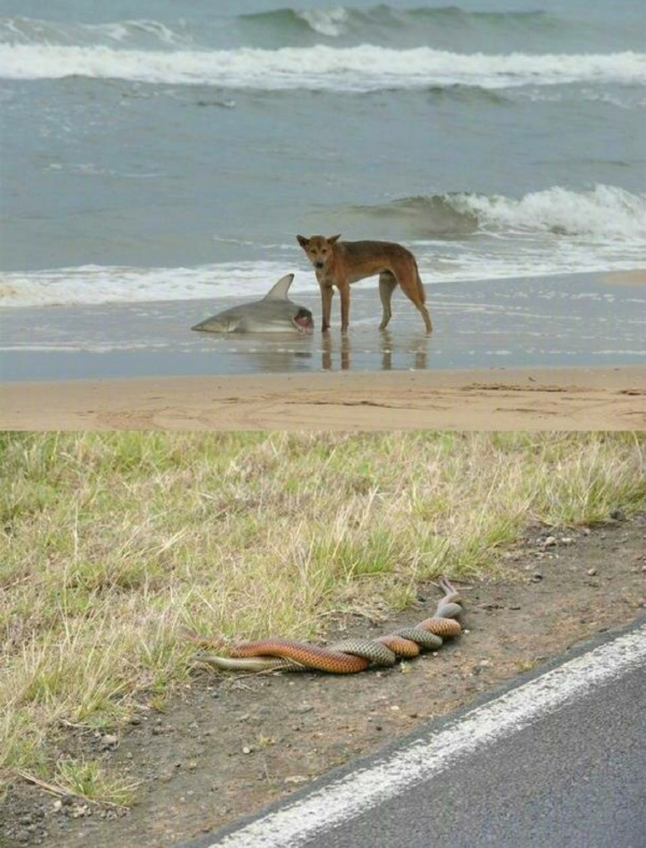 Illustration de l'article : 17 fascinating facts about Australia