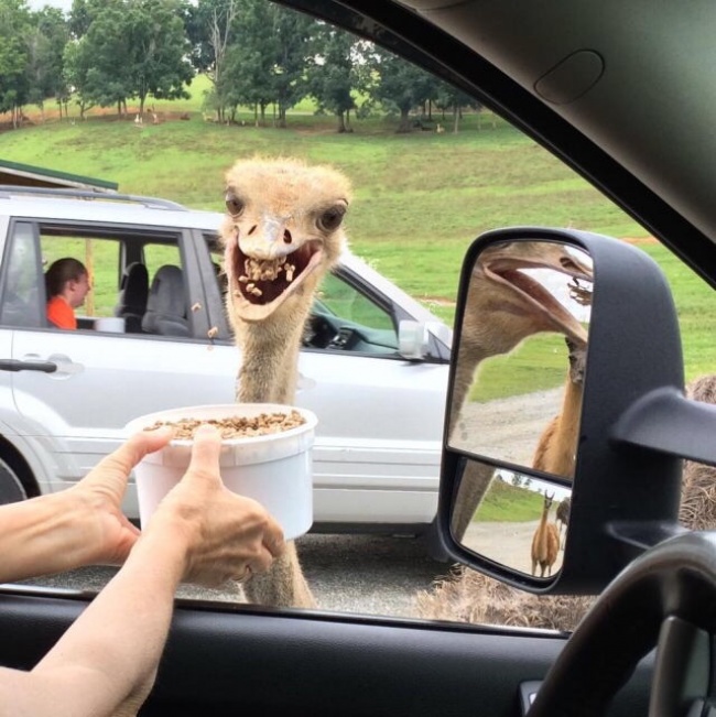 Illustration de l'article : 25 hilarious photos where the real action's going on the background!