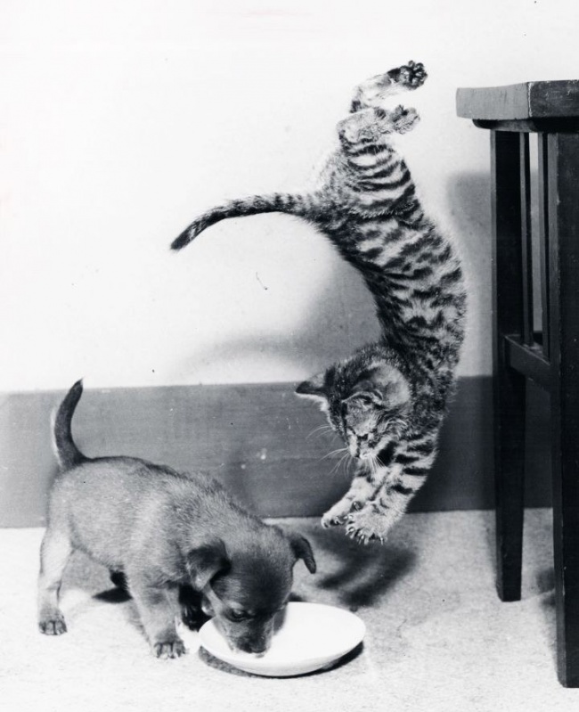 Illustration de l'article : 30 non-altered photographs taken a few seconds before an inevitable fall