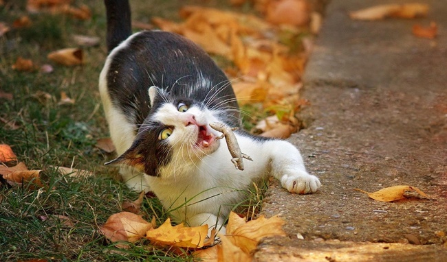 Illustration de l'article : 30 non-altered photographs taken a few seconds before an inevitable fall