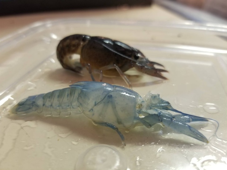 Illustration de l'article : 27 incredibly rare sights caught on camera